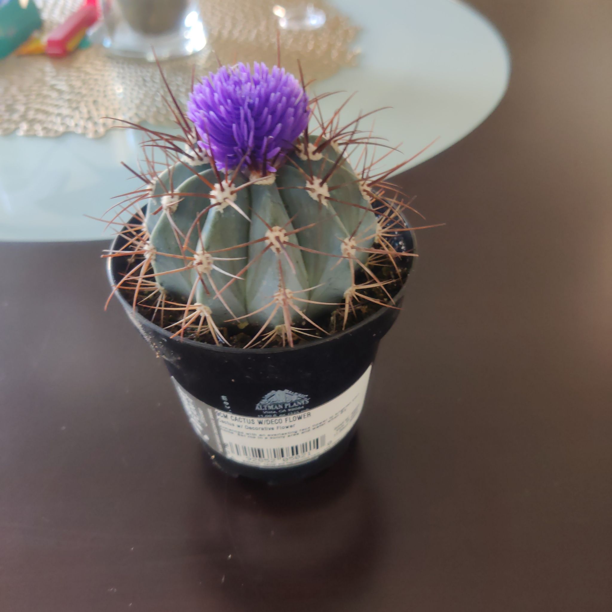 Devil's Tongue Barrel Cactus in a pot with a purple flower on top.