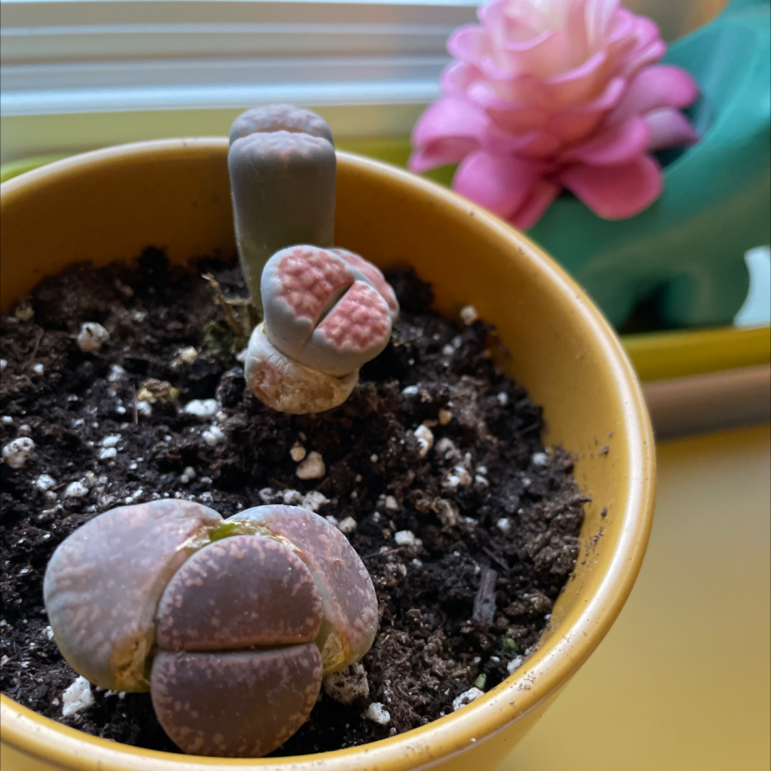 Potted Rubra Lithops plant with well-drained soil and another plant in the background.