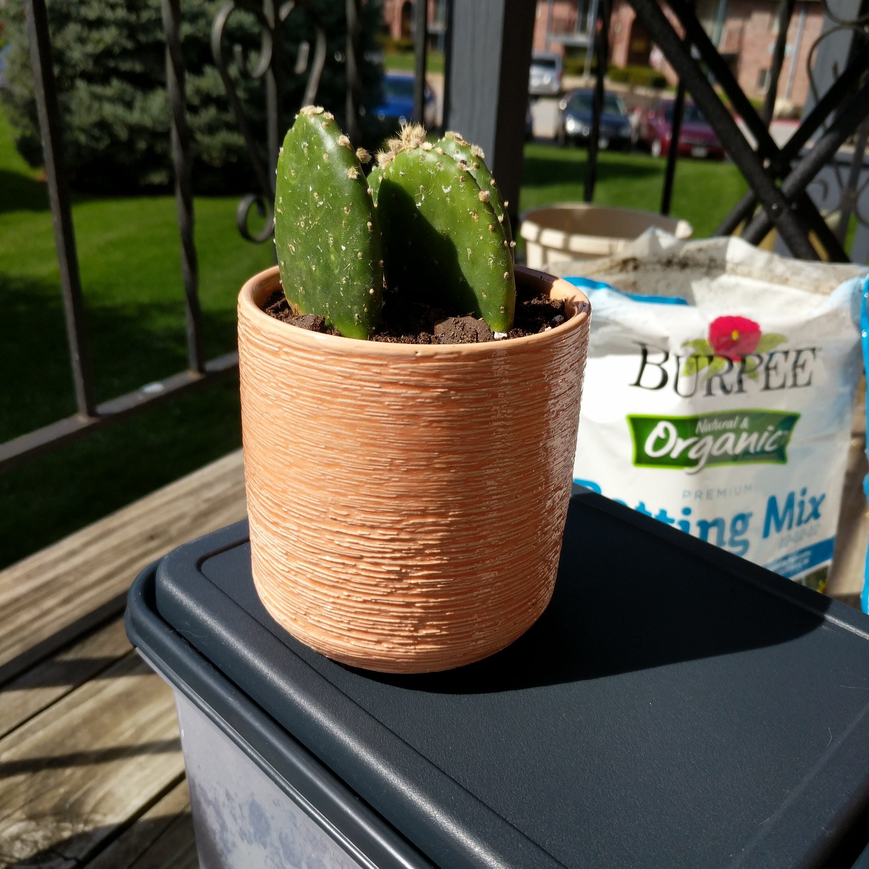 Bakersfield Beavertail Cactus in a textured pot with potting mix bag in the background.