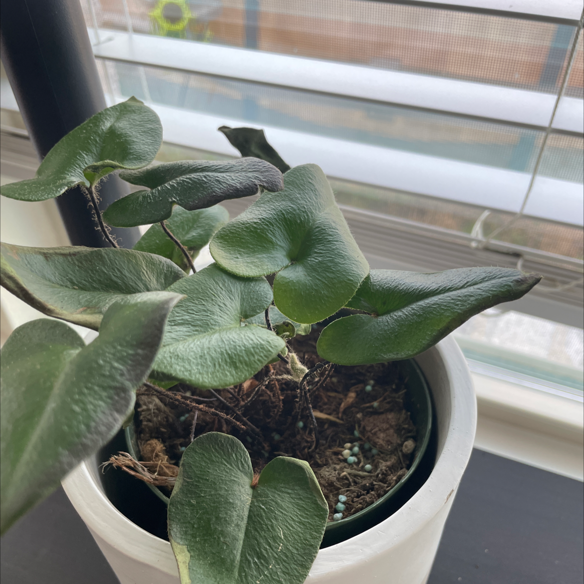 Heart Fern plant in a white pot near a window with healthy green leaves.