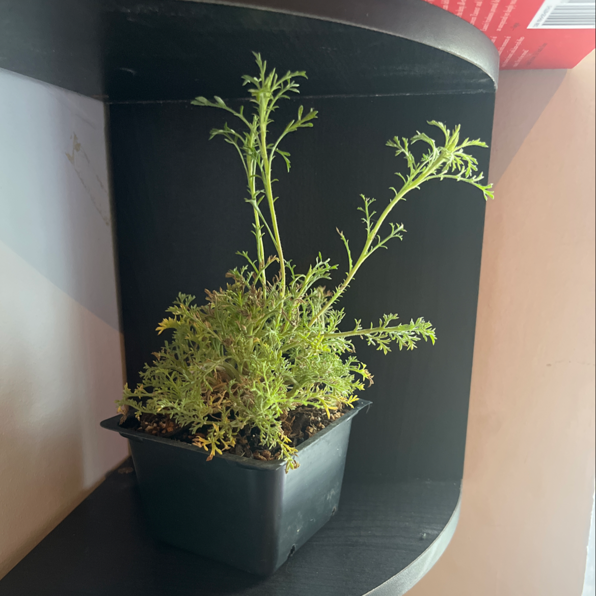 Photo of the plant species Tahoka Daisy by @AssuredPlanty named Dax on Greg, the plant care app