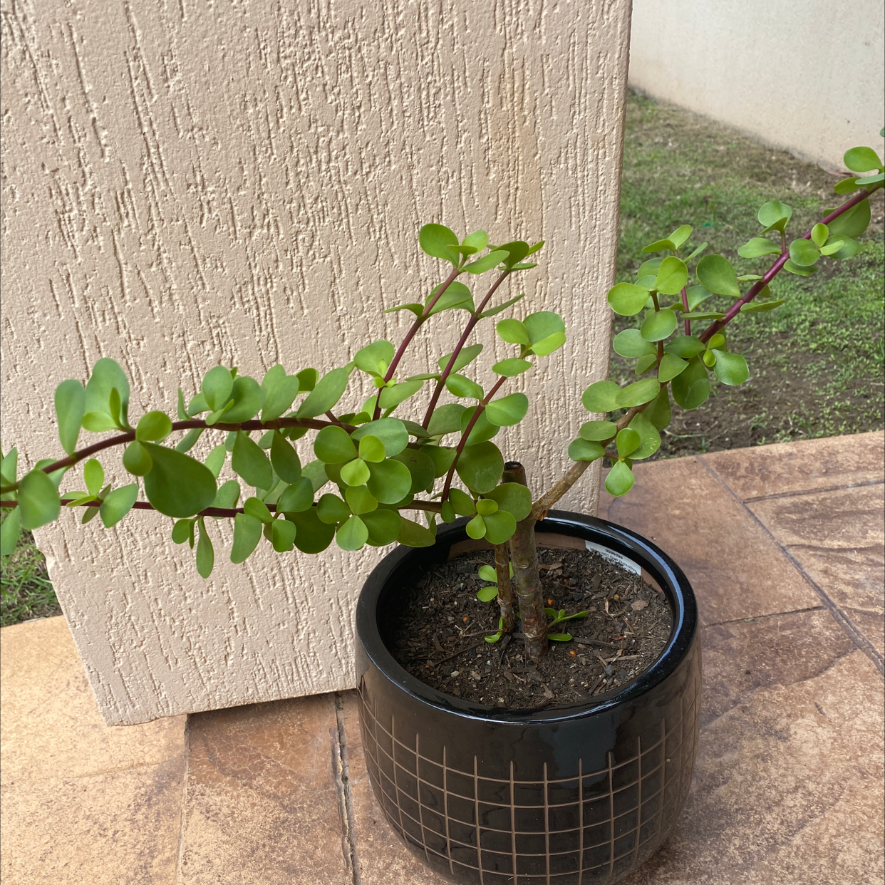 Jade plant in a black pot with green leaves, well-framed and in focus.