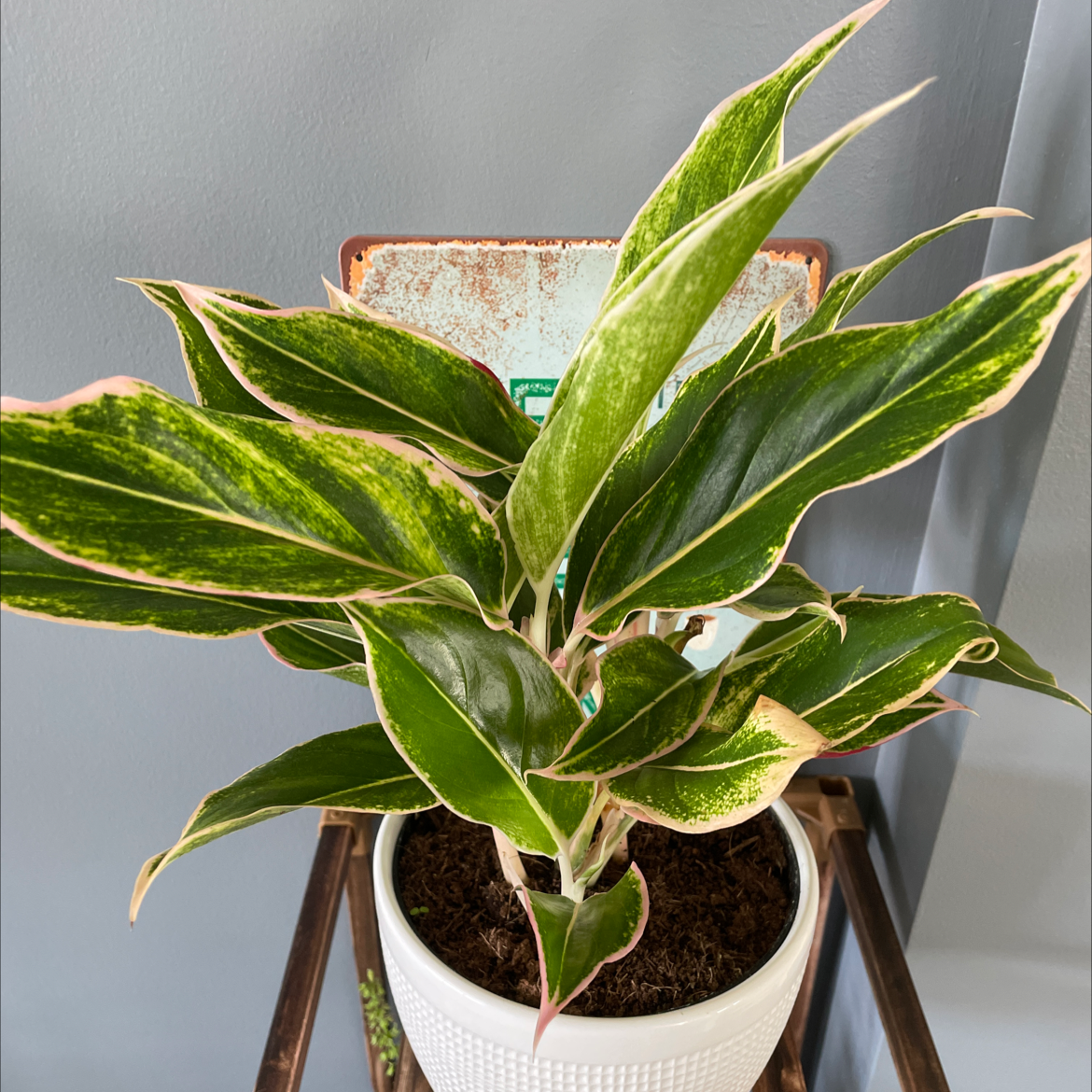 Aglaonema 'Sparkling Sarah' plant in a white pot with vibrant leaves.