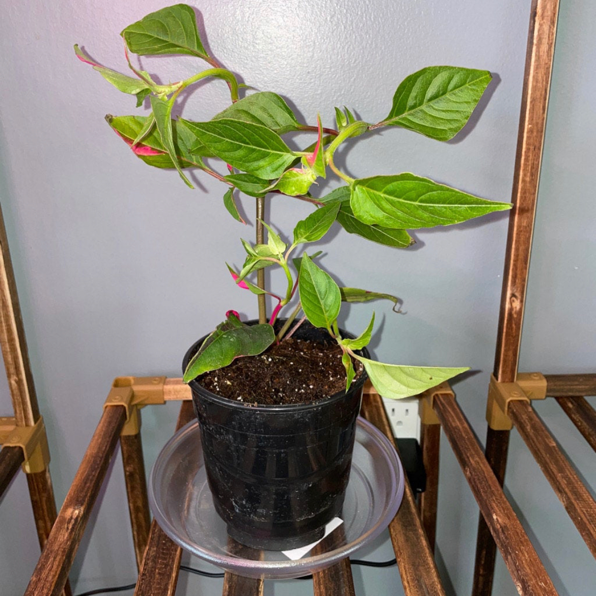 Party Time Alternanthera plant in a black pot on a wooden shelf, with vibrant green and pinkish-red leaves.