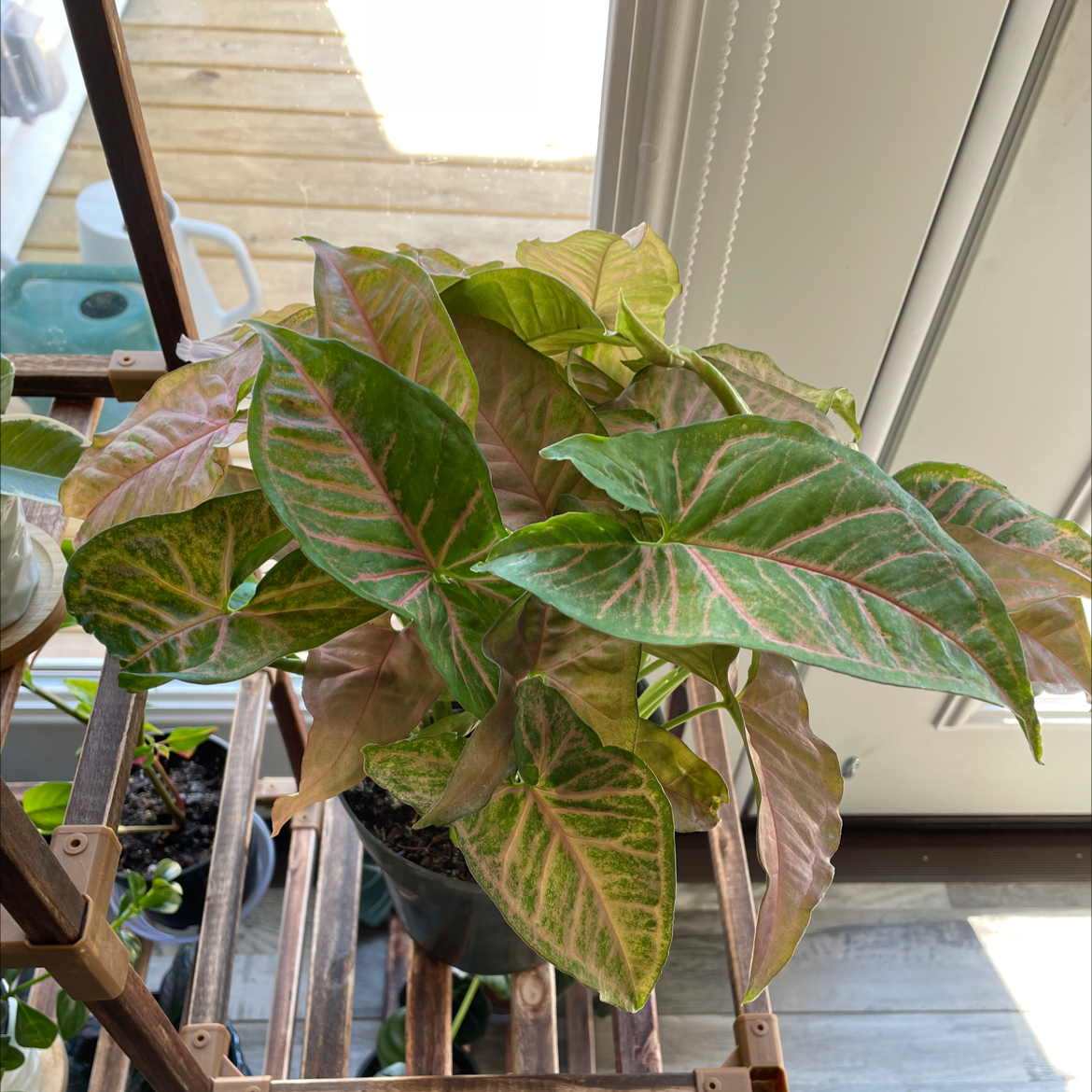 Pink Allusion Arrowhead Plant with vibrant green and pink leaves, healthy and well-framed.