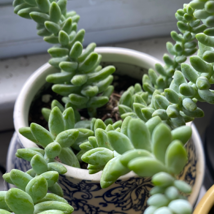 Donkey Dick A plant by DotingCapeivy on Greg