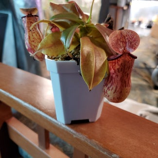 Nepenthes Monkey Jars plant in Rochester, New York