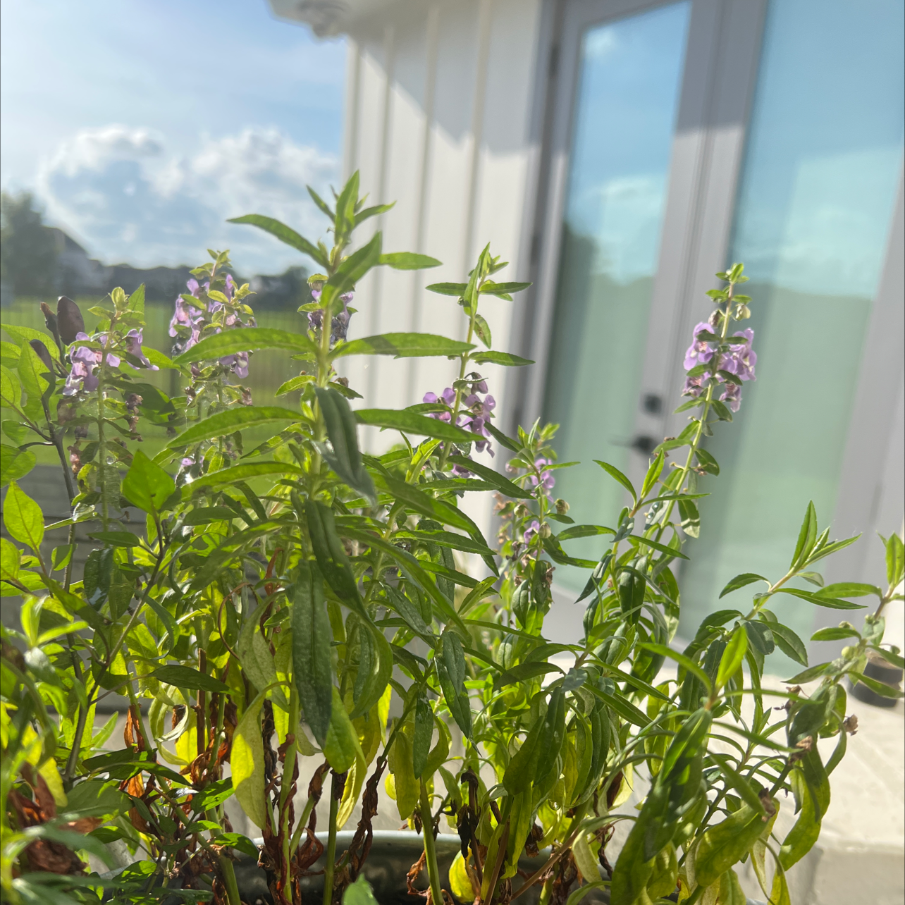 Photo of the plant species Hooded Skullcap by @NativeCapeweed named Lilith on Greg, the plant care app