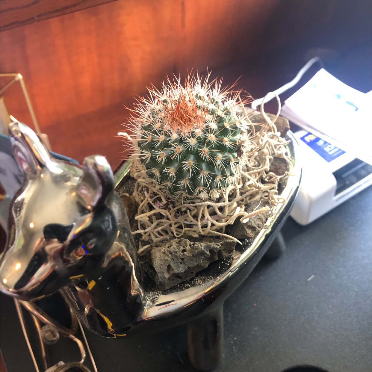 Arizona Rainbow Cactus in a decorative container with visible soil and rocks.