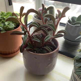 Peperomia gravolens 'Ruby Glow' plant in Somewhere on Earth