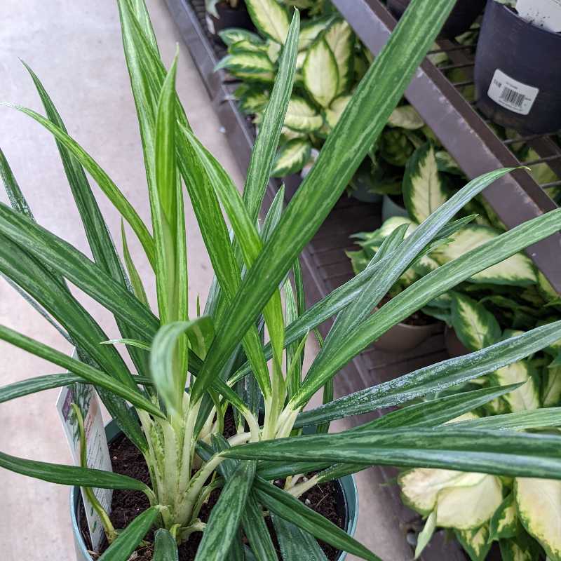 Healthy Aglaonema 'Cutlass' plant with long, narrow green leaves and lighter green stripes.