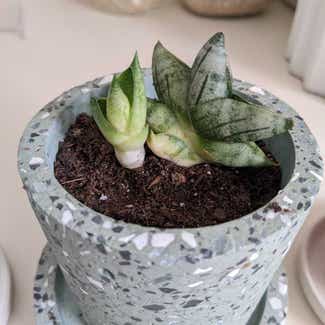 Sansevieria ‘Dwarf Boncel’ plant in Somewhere on Earth