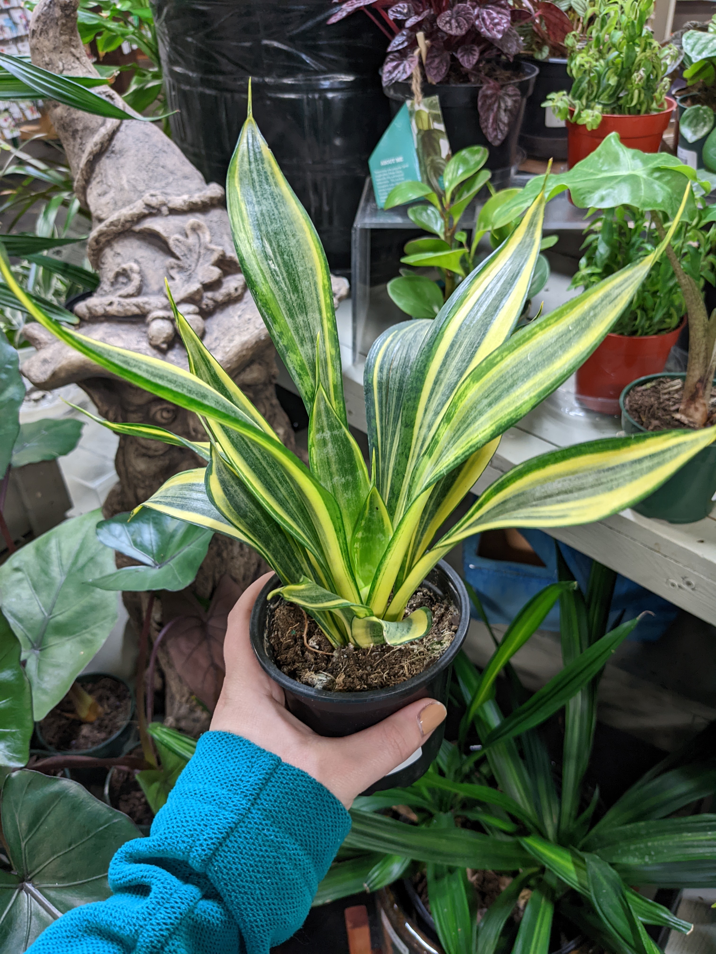 Golden Flame Snake Plant being held, surrounded by other plants and decorative elements.