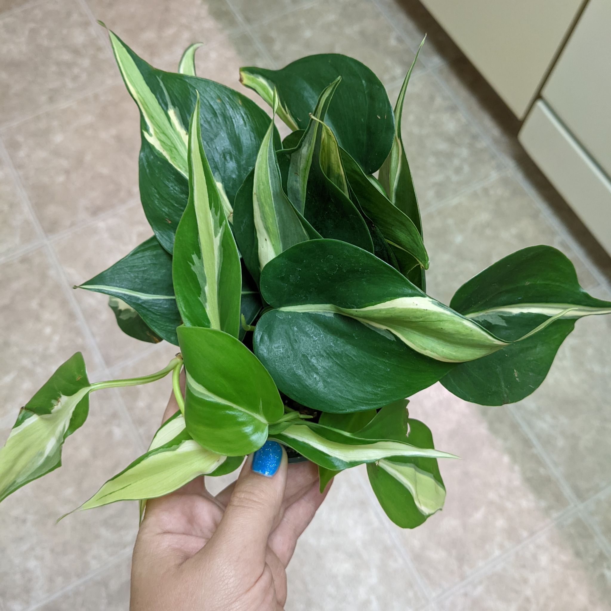 Silver Stripe Philodendron with vibrant green leaves and silver stripes, held by a hand.