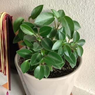Pixie Peperomia plant in Somewhere on Earth