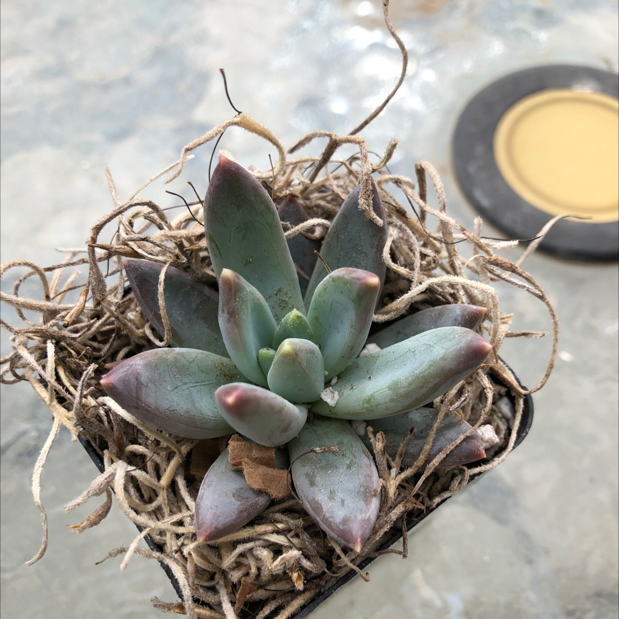 Succulent plant with greenish leaves and reddish tips in a small pot with visible soil and dried plant material.