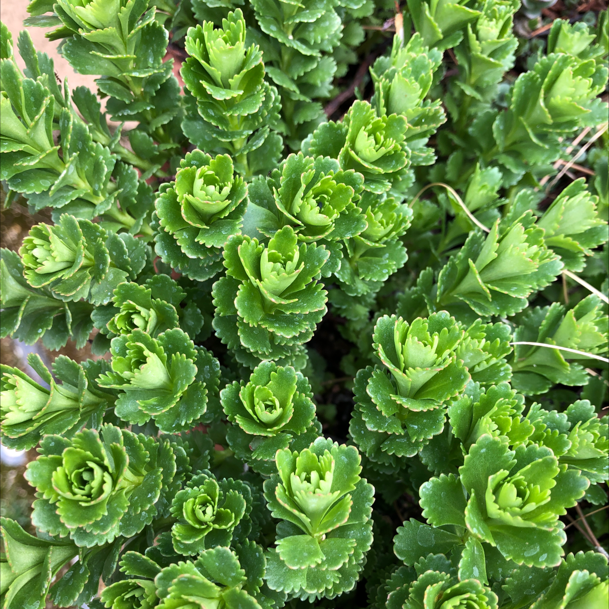 Healthy Two-Row Stonecrop plant with vibrant green, succulent leaves.