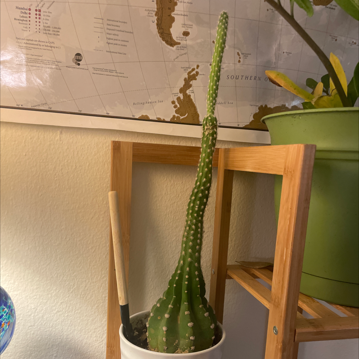Photo of the plant species Echinopsis arachnacantha by @SirOxtongue named Forbidden Dildo on Greg, the plant care app