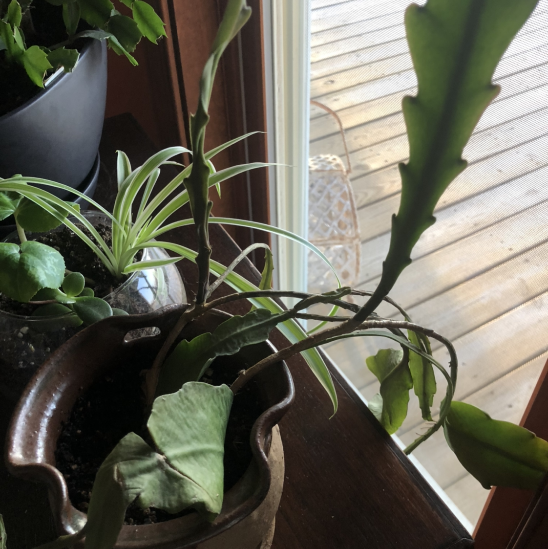 Dutchman's Pipe Cactus in a pot near a window, with some browning segments and visible soil.