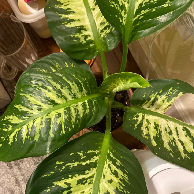 Dumbcane Tropic Snow plant with large, variegated leaves, well-framed and healthy.