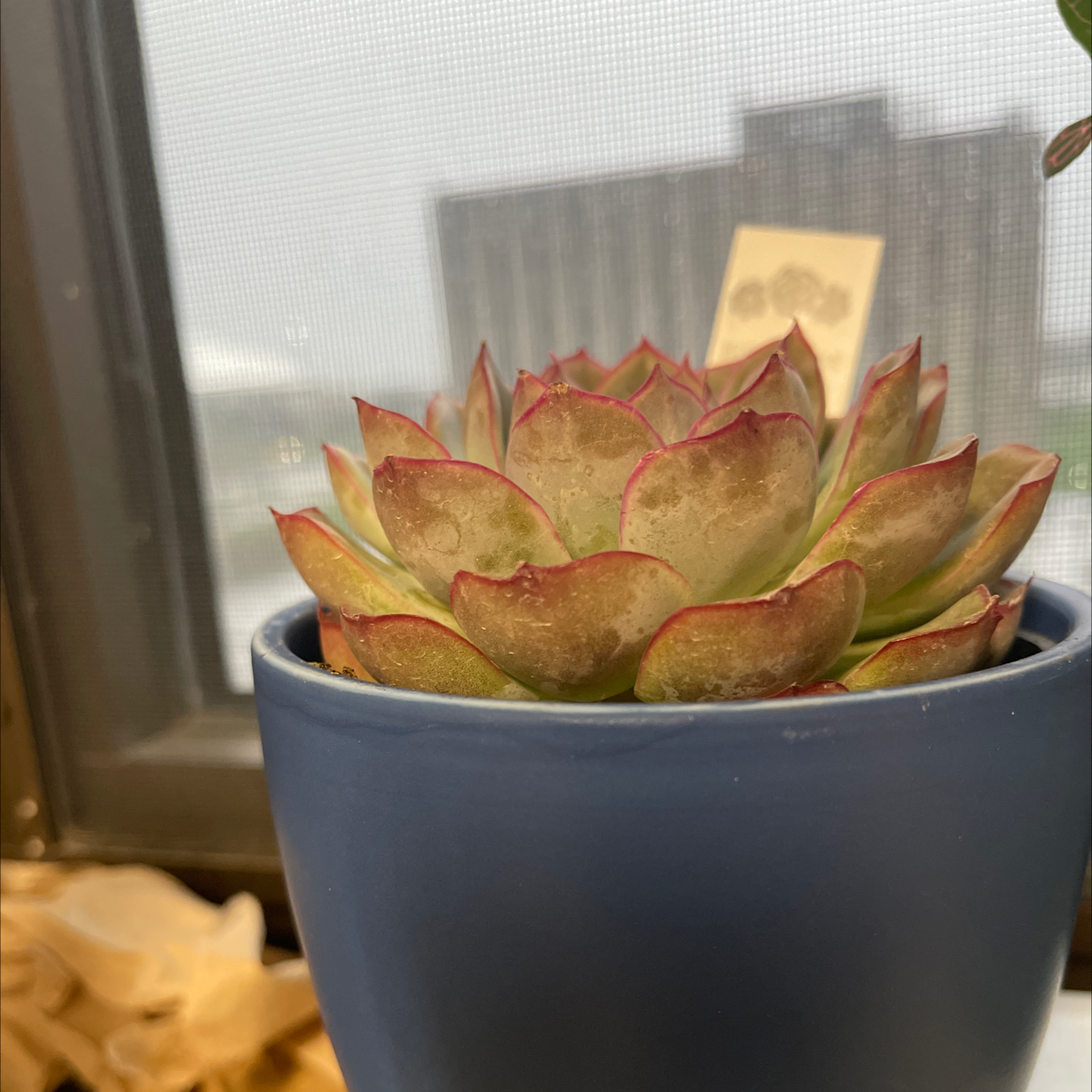 Echeveria 'Fleur Blanc' succulent in a blue pot with red-tinted leaf edges.