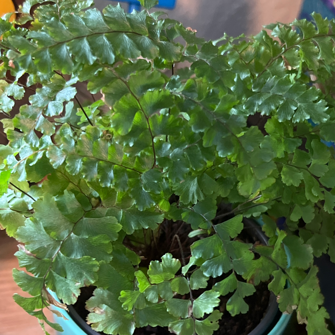 Photo of the plant species Western Maidenhair Fern by @DarlingDaisy named Your plant on Greg, the plant care app