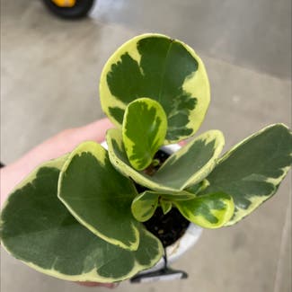 Baby Rubber Plant plant in Seabeck, Washington