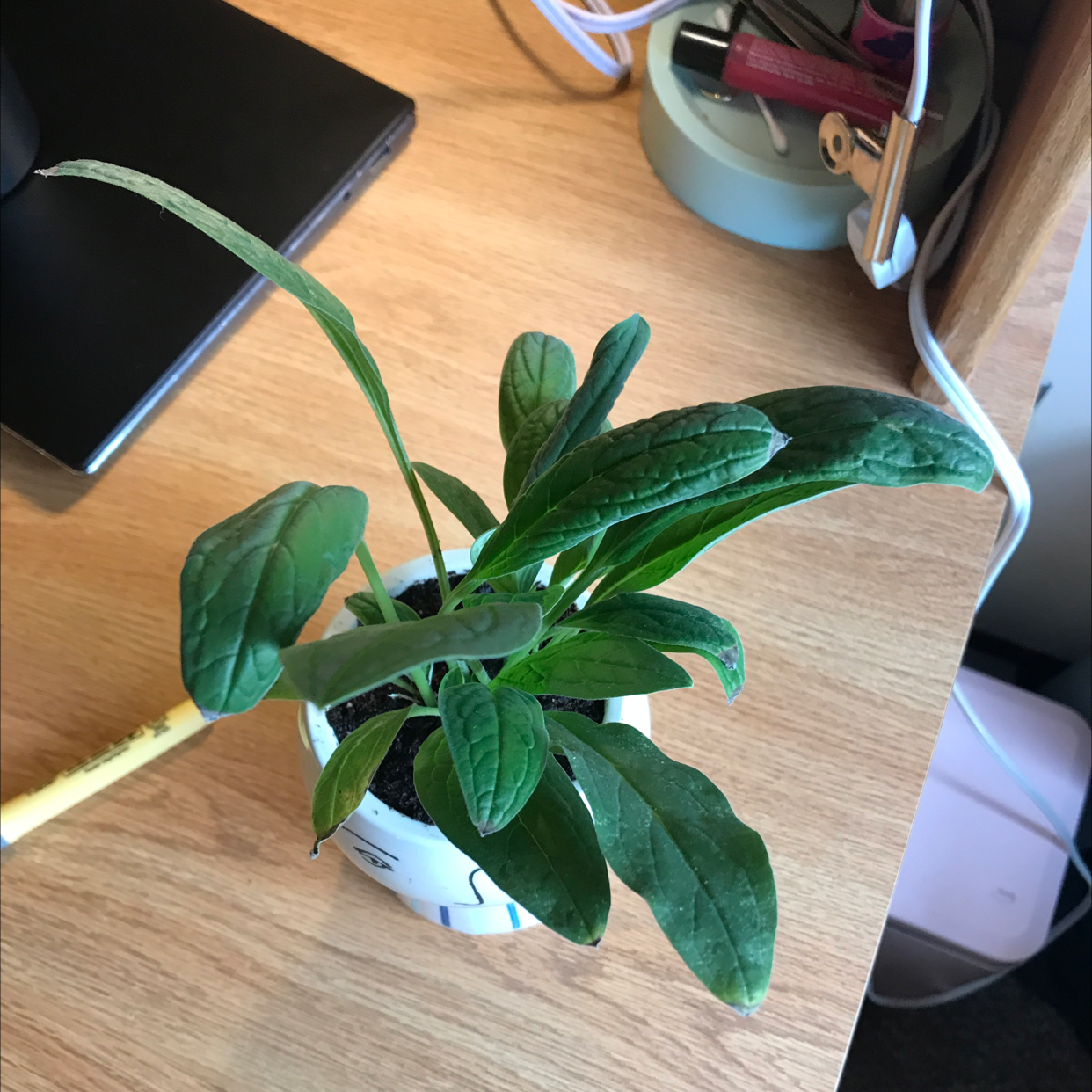 Potted Chinese Forget-Me-Not plant with healthy green leaves on a wooden surface.