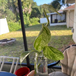 Marble Queen Pothos plant in New Smyrna Beach, Florida