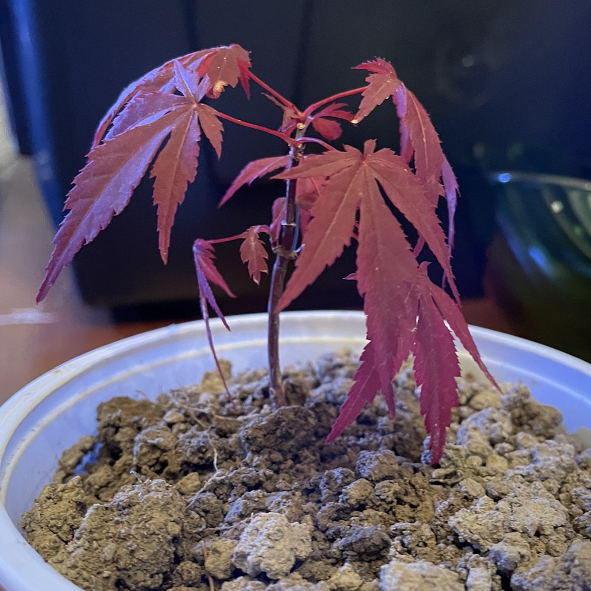 A young Japanese Maple plant with red leaves in a pot with visible soil.