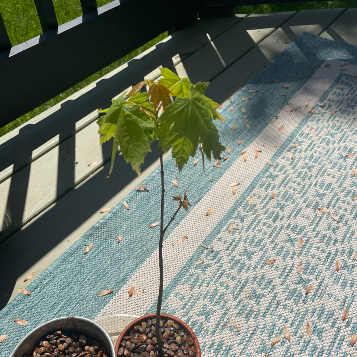 Young Norway Maple plant in a pot with green leaves, well-framed and in focus.