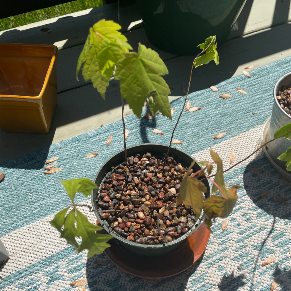 How Much Humidity Does My Norway Maple Need?