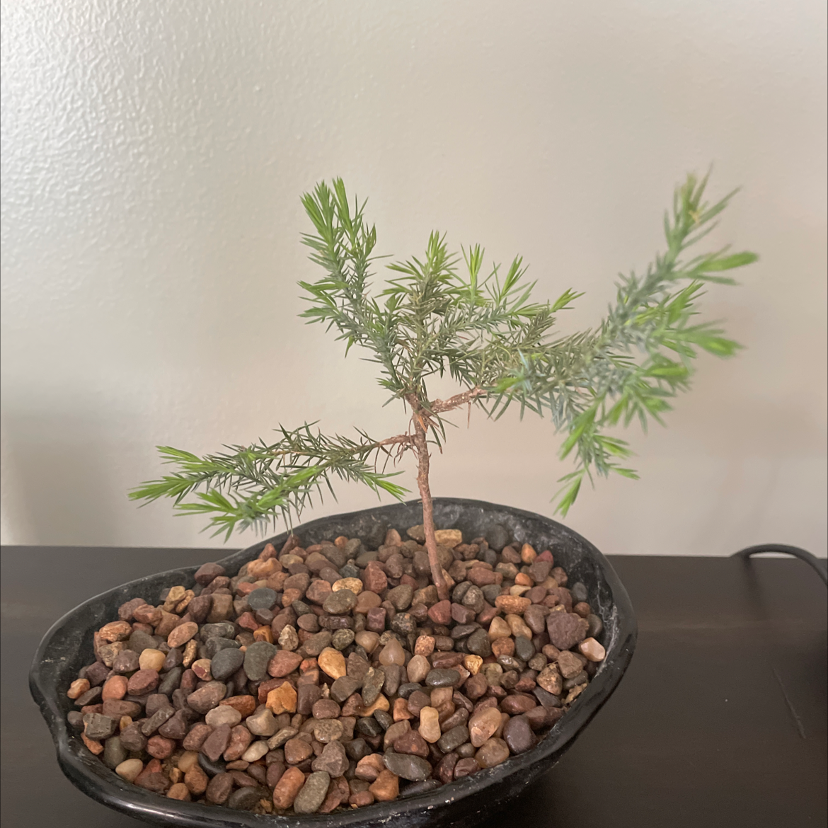 A healthy American Juniper plant in a shallow pot with rocky soil.