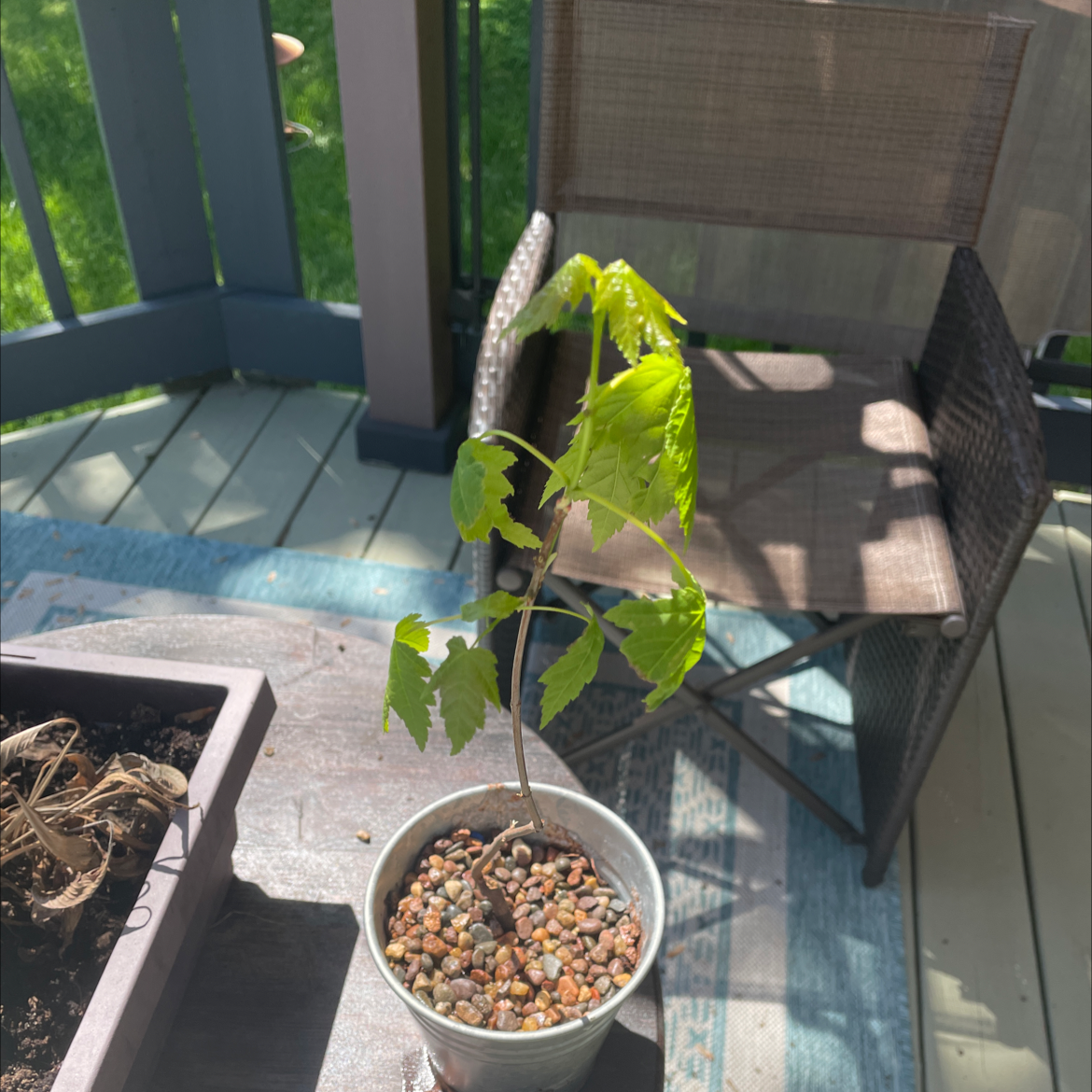 10 Advantages of Having a Norway Maple