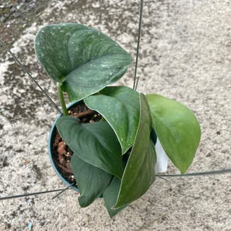 Jade Satin Pothos plant in Somewhere on Earth