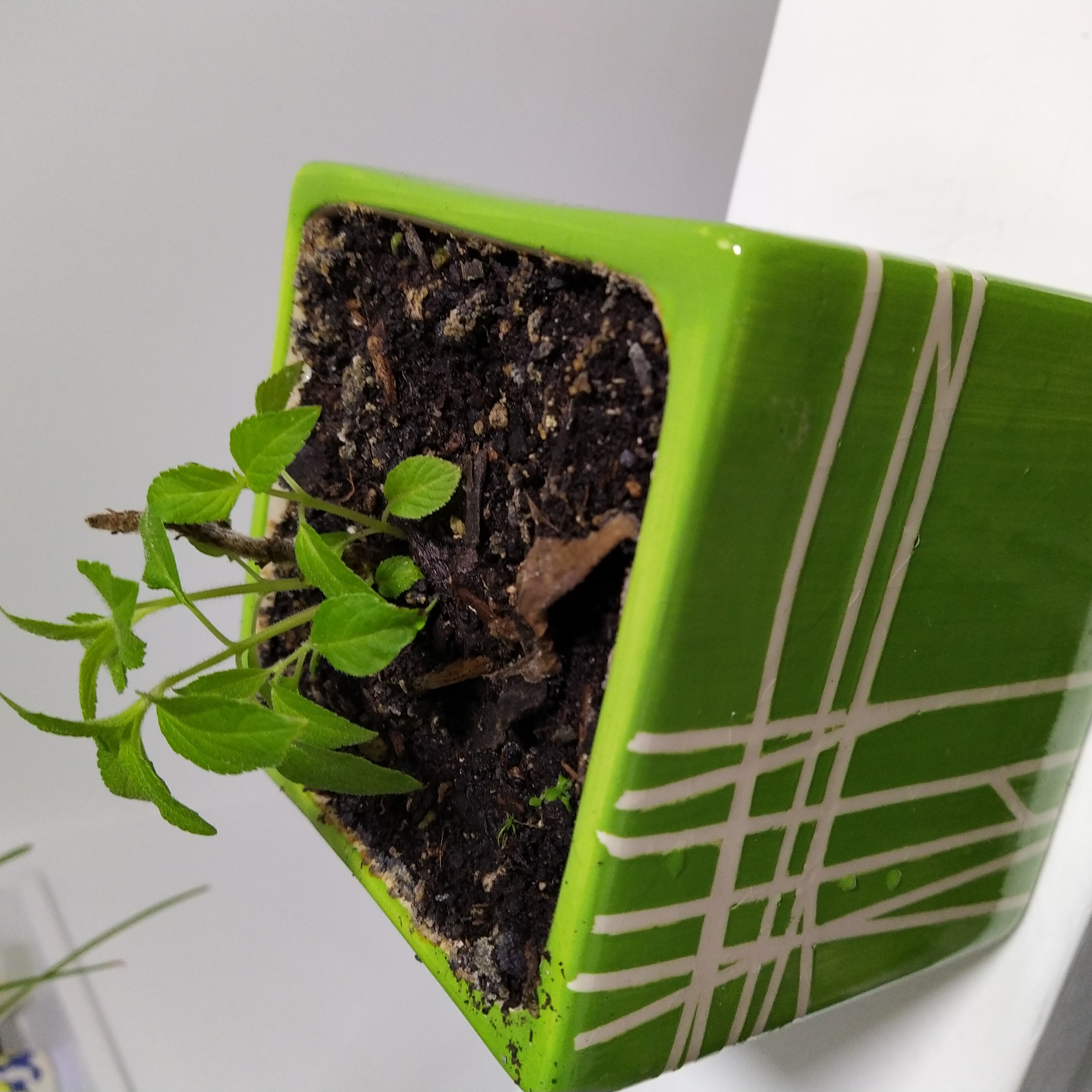 🍍 Why Is My Pineapple Sage Not Doing Well?