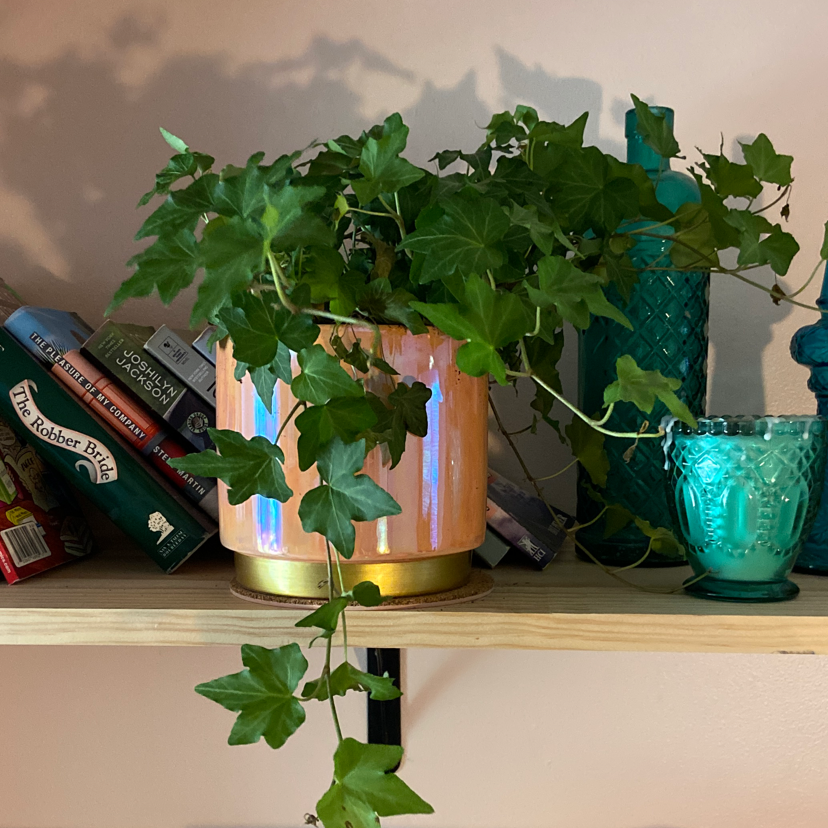 Photo of the plant species English Ivy by Katie named Leela on Greg, the plant care app