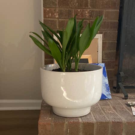 Photo of the plant species Green Ti Plant by Katie named Jackie on Greg, the plant care app