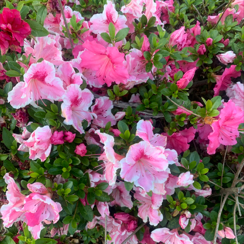 Satsuki Azalea with vibrant pink and white flowers and green foliage.