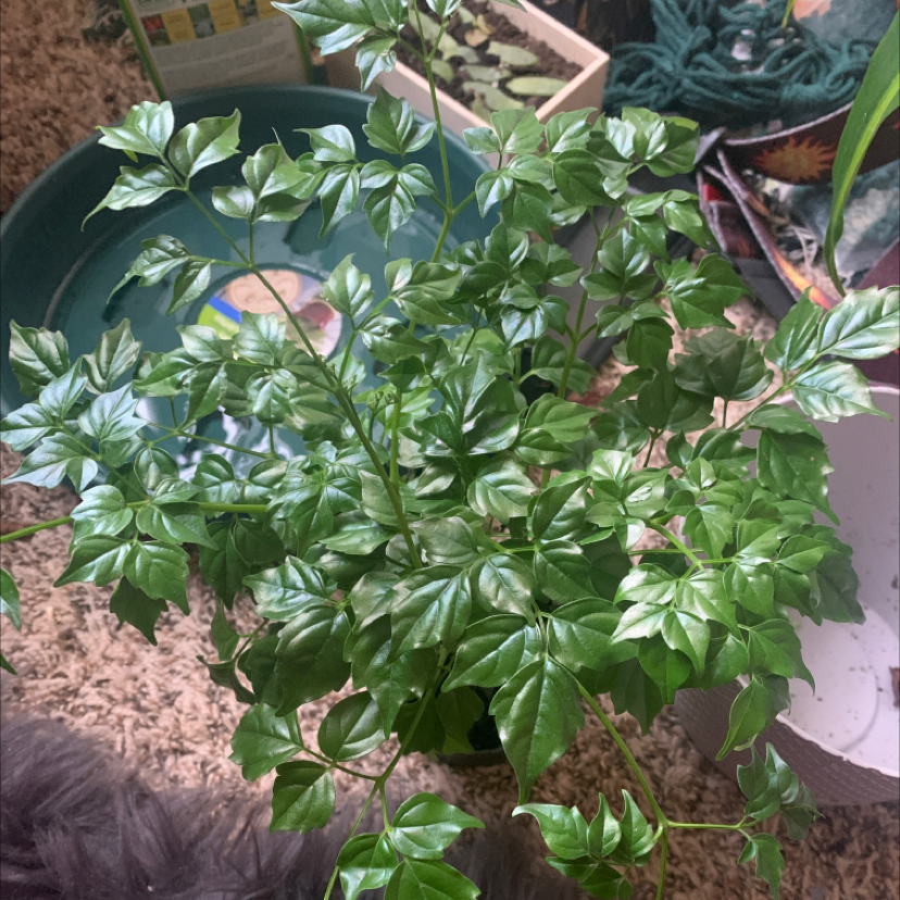 Healthy China Doll plant with lush green foliage growing in a pot with visible soil, positioned in a well-lit indoor setting.