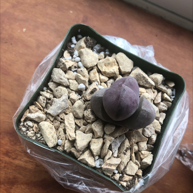Royal Flush Split Rock plant in a small pot with rocky soil.