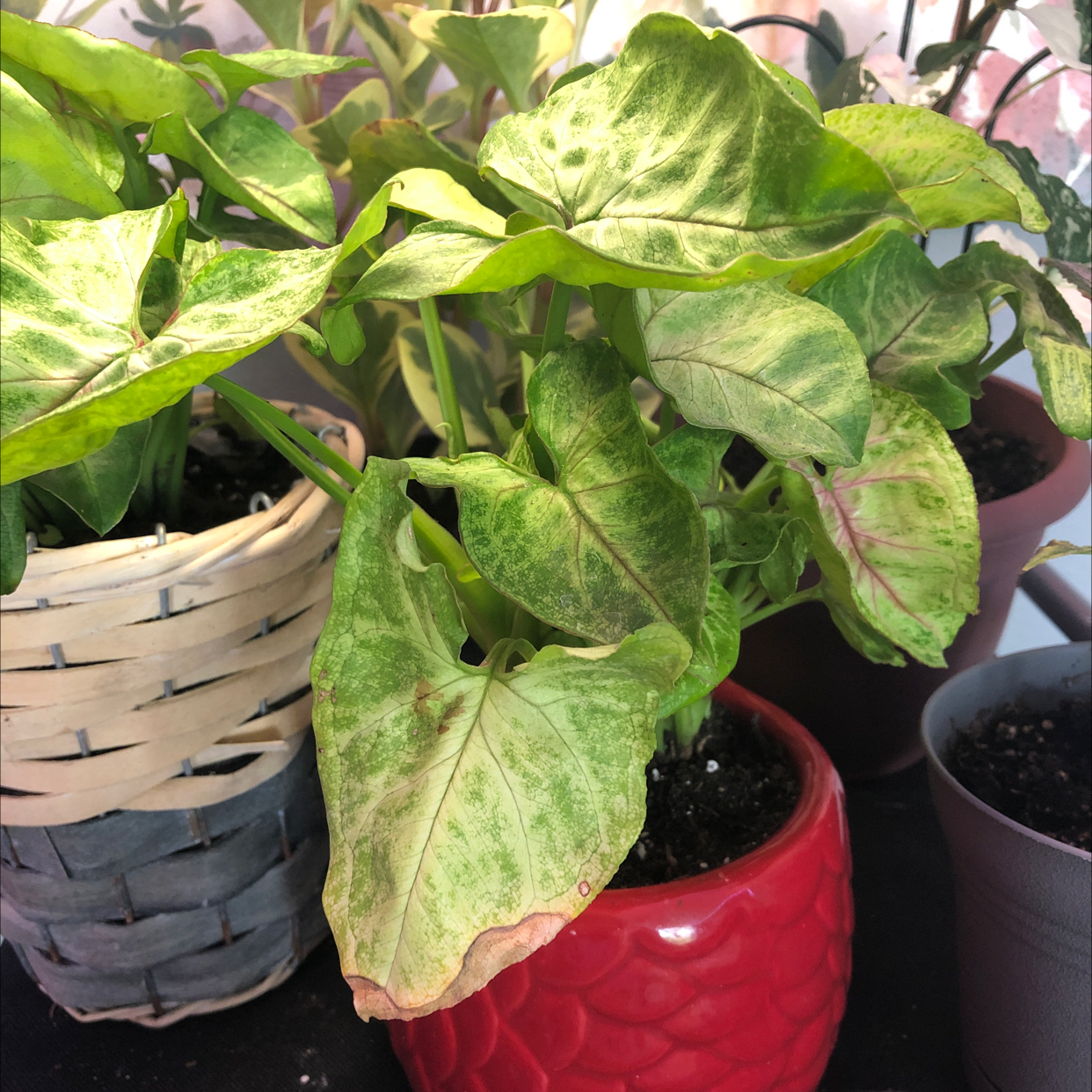 Syngonium 'Gold Allusion' plant with some yellowing and browning leaves in a red pot.