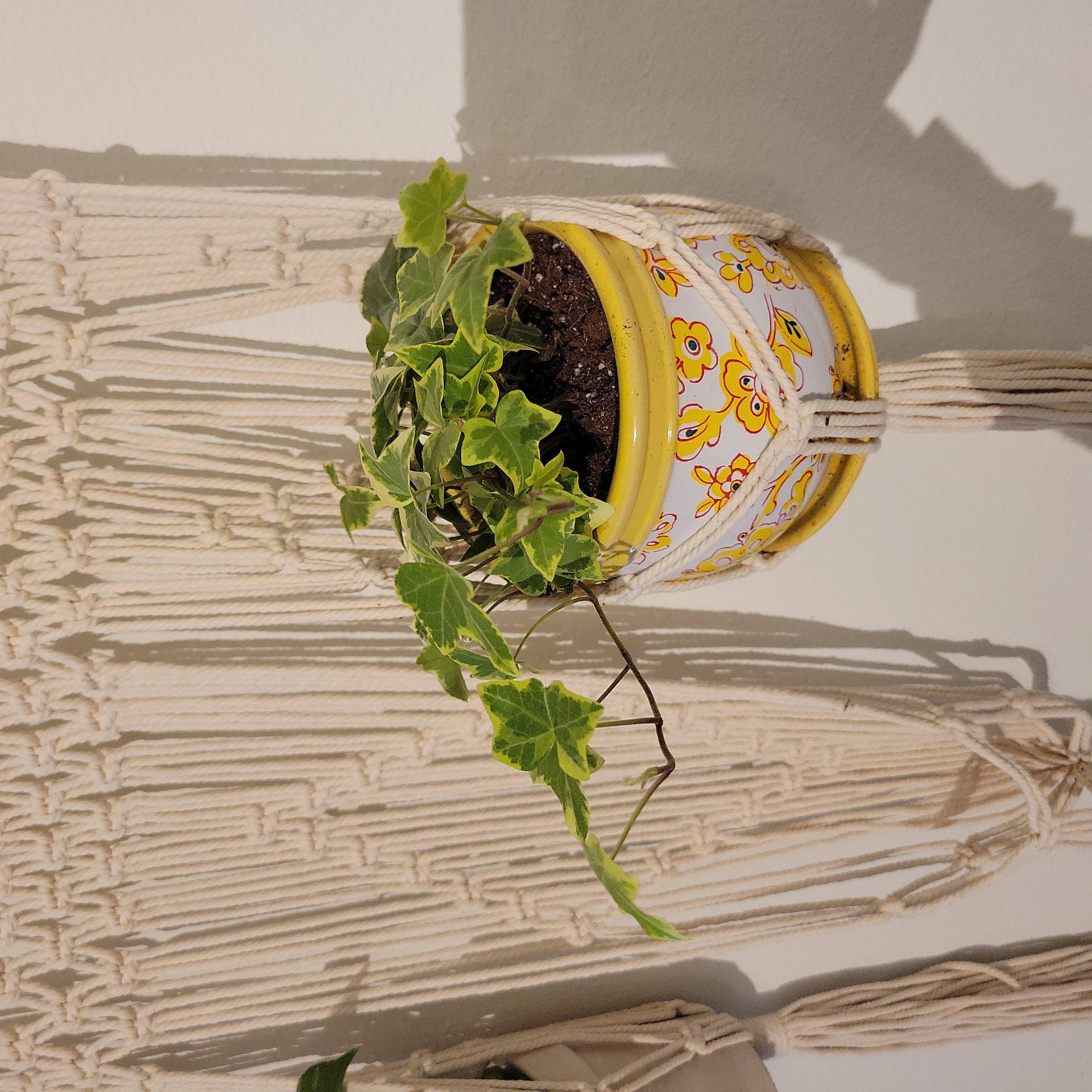Potted English Ivy 'Goldchild' hanging on a macrame holder with vibrant green leaves.
