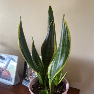 Snake Plant plant in Lombard, Illinois