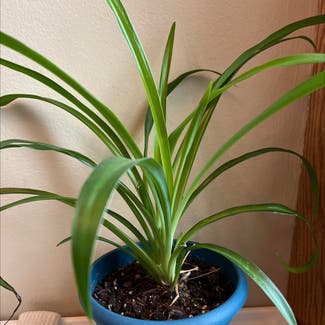 Spider Plant plant in Lombard, Illinois