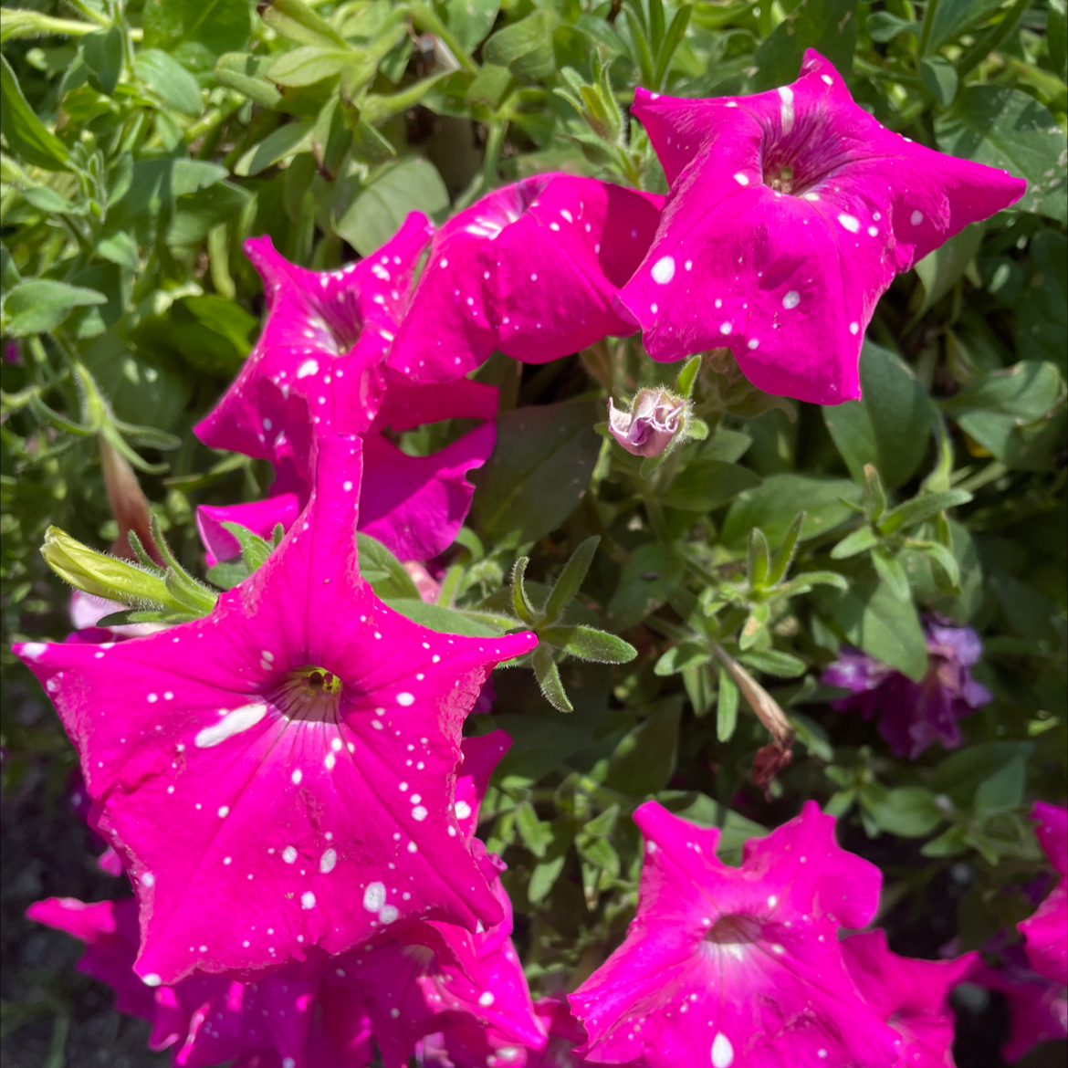 Photo of the plant species Pink Sky Petunia by @GlossyBaylaurel named Your plant on Greg, the plant care app