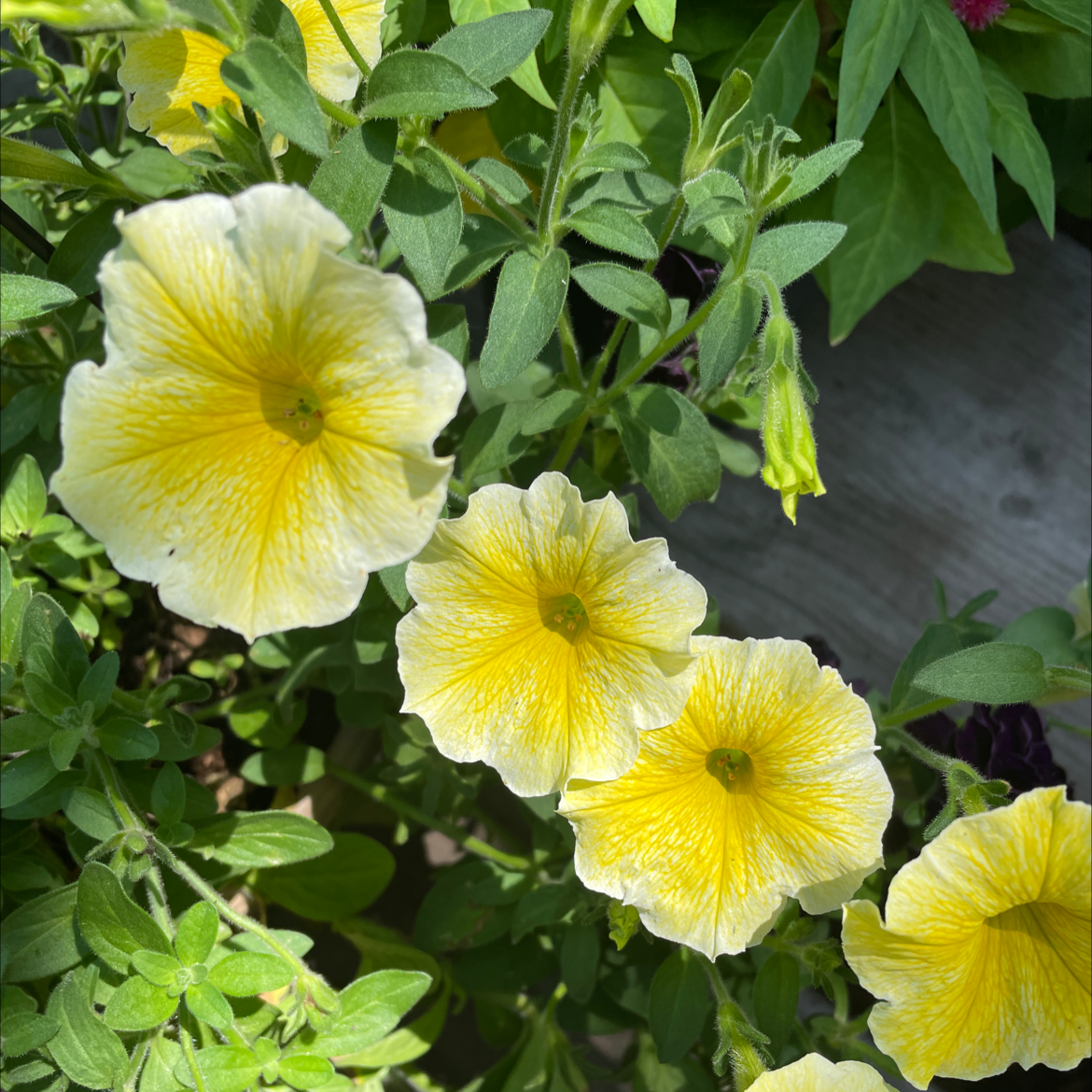 Photo of the plant species Pink Sky Petunia by @GlossyBaylaurel named Your plant on Greg, the plant care app