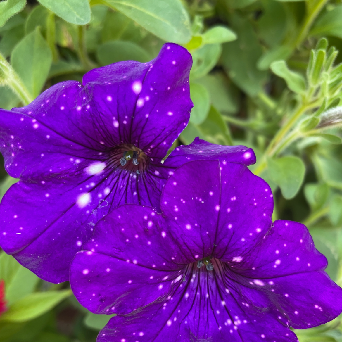 ⭐ Why Are My Night Sky Petunia Leaves Droopy?