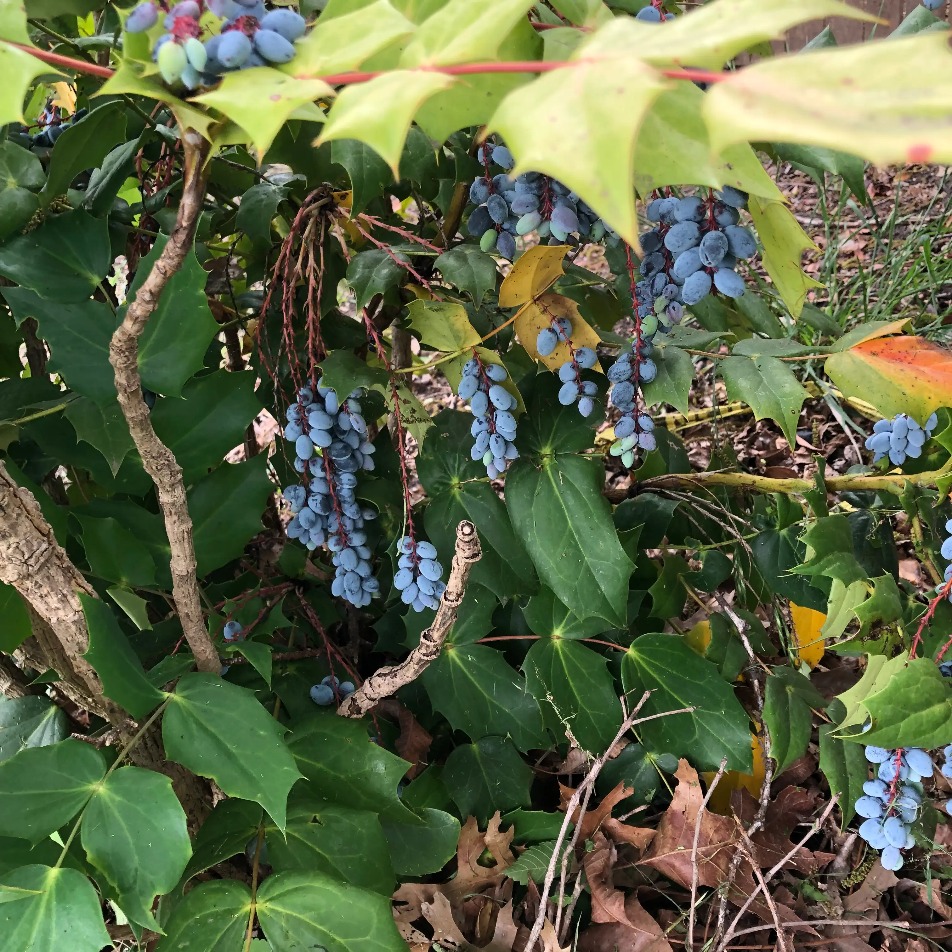 Photo of the plant species leatherleaf mahonia by @ProSunburst named Your plant on Greg, the plant care app