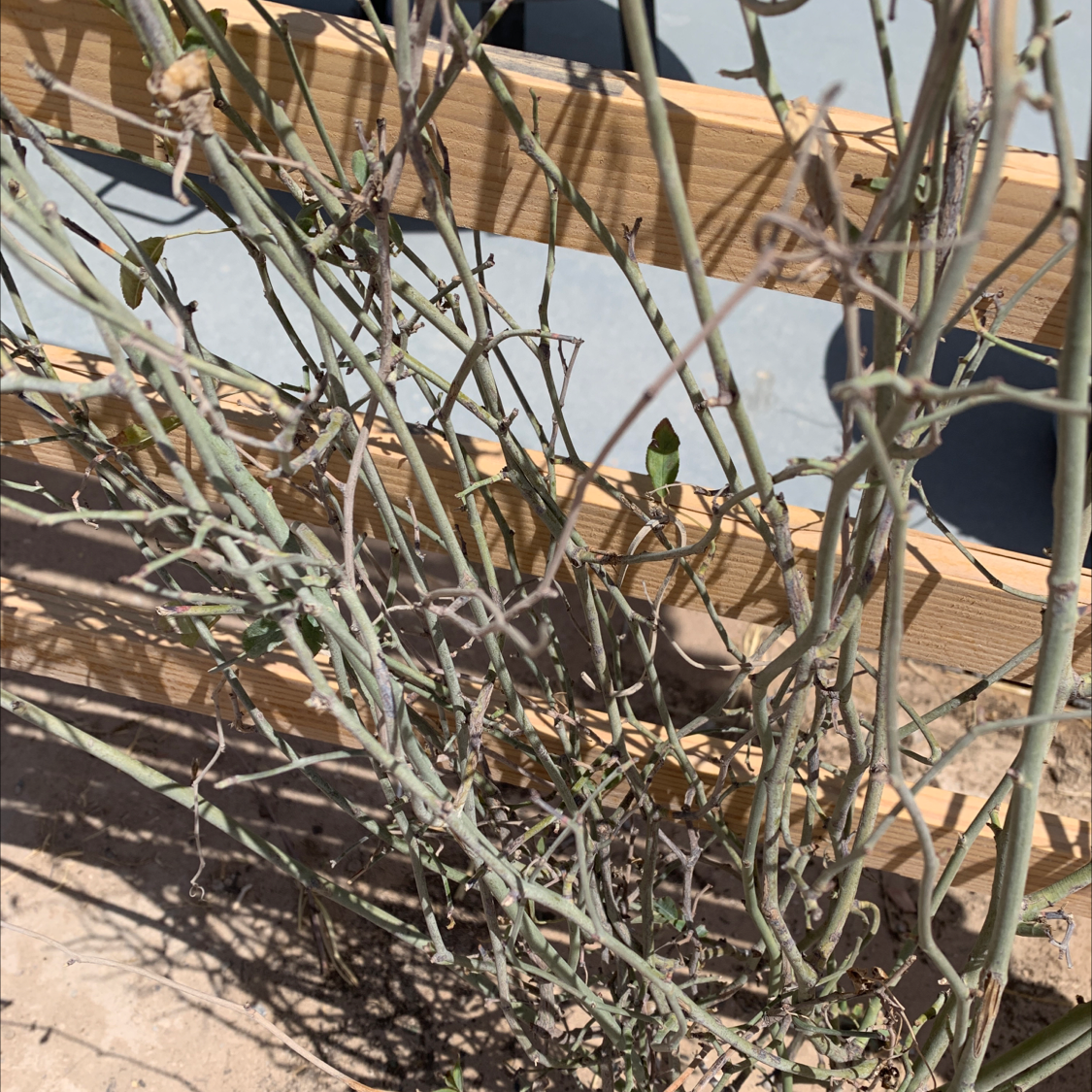 Photo of the plant species Climbing Mermaid Rose by @MeekRose named Your plant on Greg, the plant care app